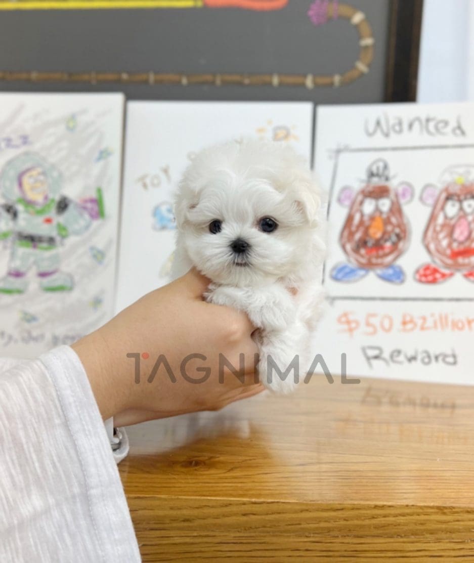 Maltese puppy for sale, dog for sale at Tagnimal