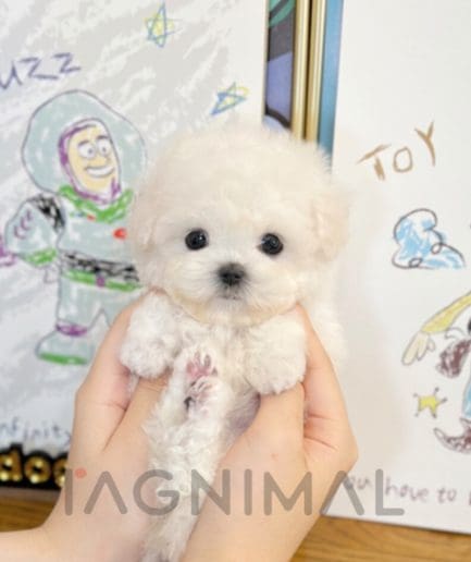 Bichon puppy for sale, dog for sale at Tagnimal