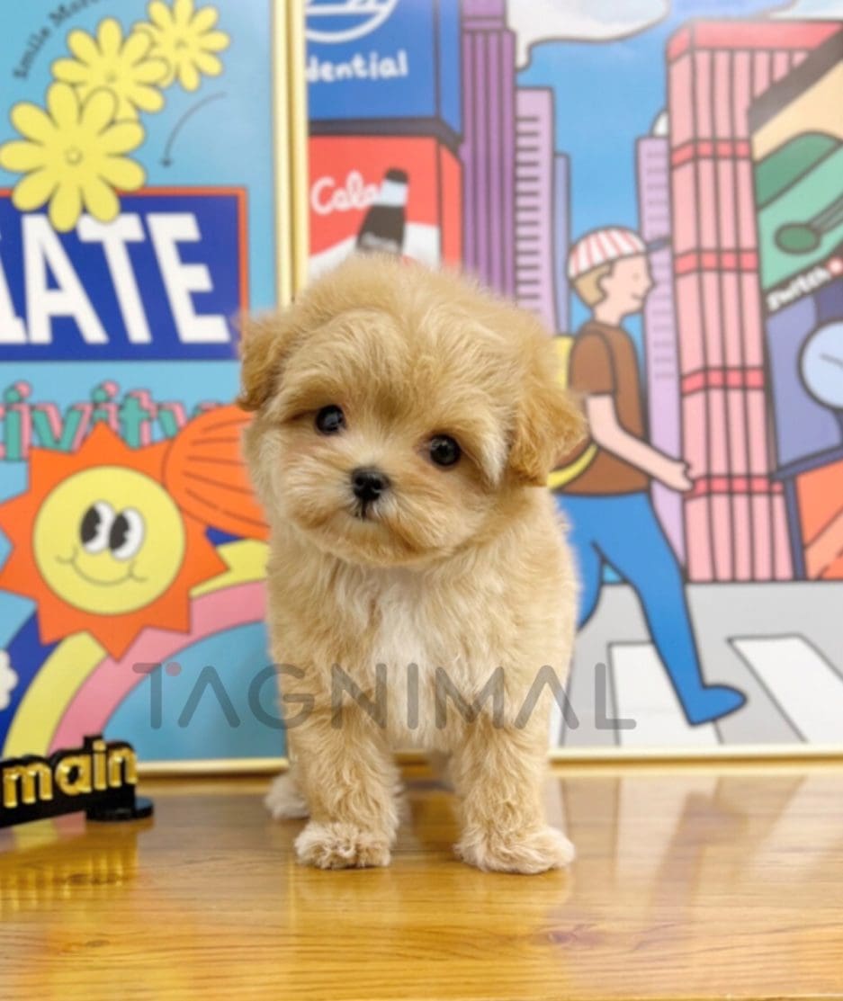 Maltipoo puppy for sale, dog for sale at Tagnimal