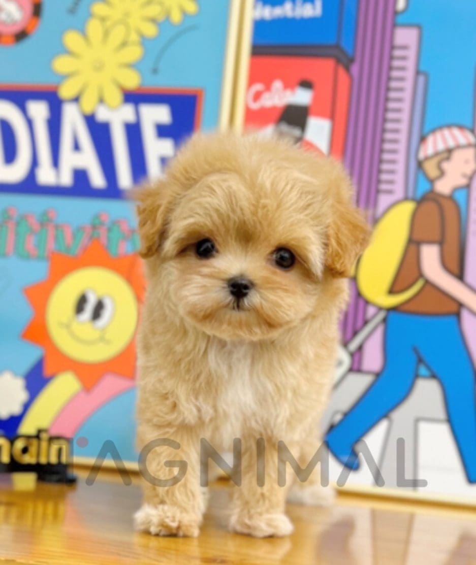 Maltipoo puppy for sale, dog for sale at Tagnimal