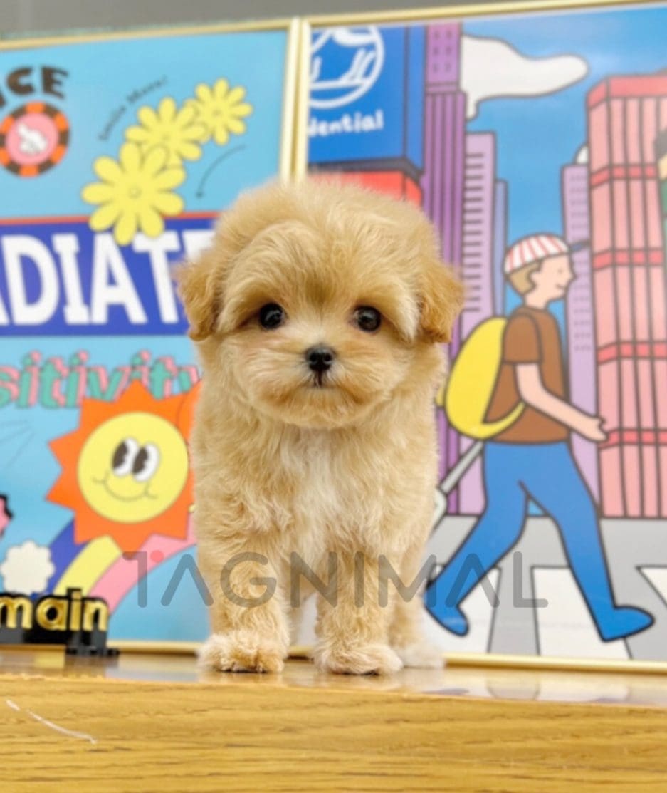 Maltipoo puppy for sale, dog for sale at Tagnimal