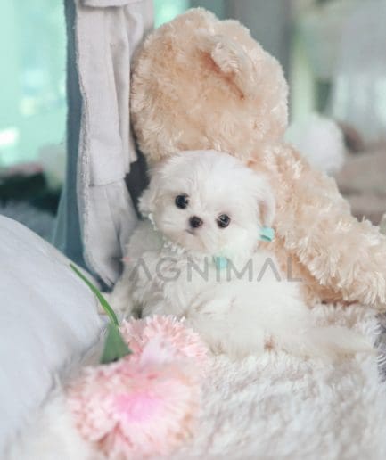 Maltese puppy for sale, dog for sale at Tagnimal 