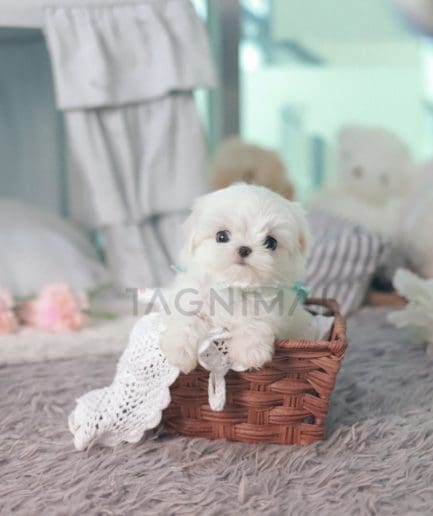 Maltese puppy for sale, dog for sale at Tagnimal 