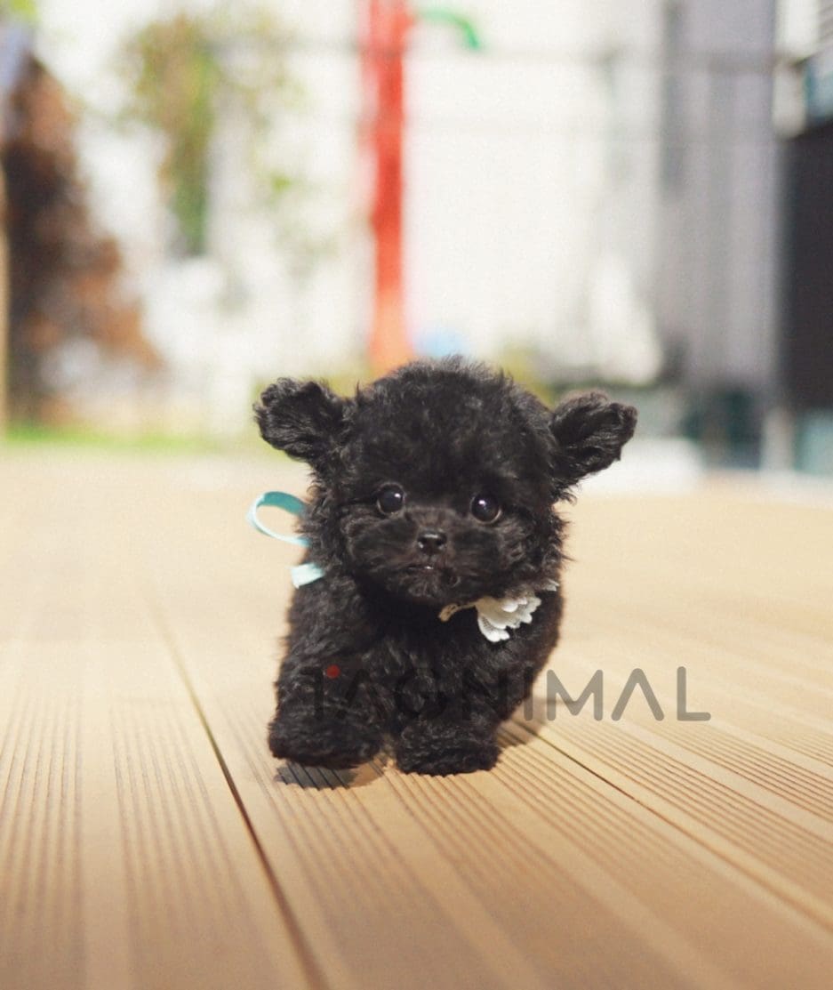 Poodle puppy for sale, dog for sale at Tagnimal