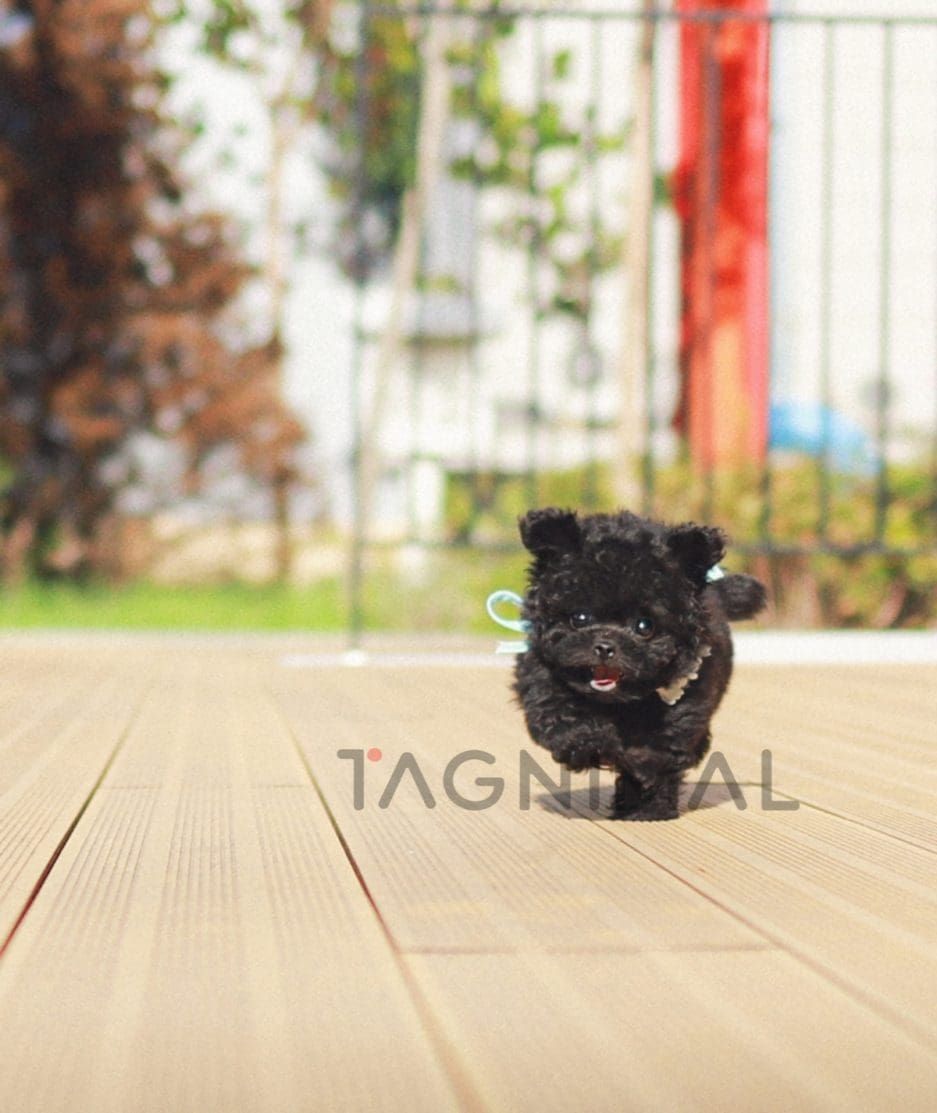 Poodle puppy for sale, dog for sale at Tagnimal