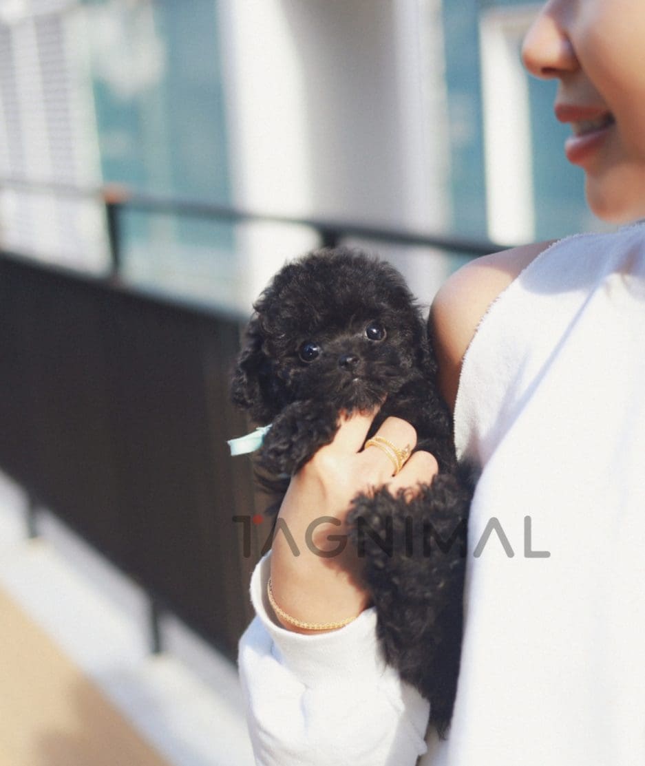 Poodle puppy for sale, dog for sale at Tagnimal