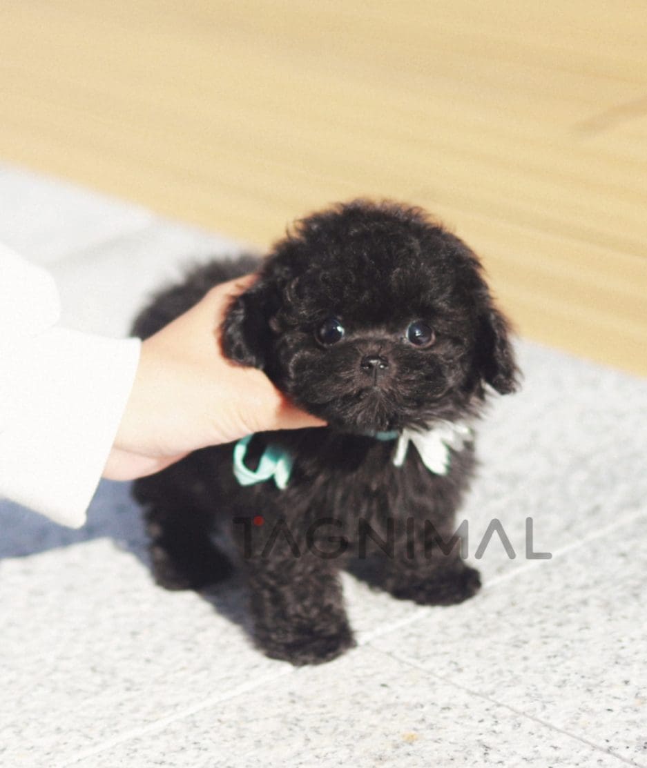 Poodle puppy for sale, dog for sale at Tagnimal