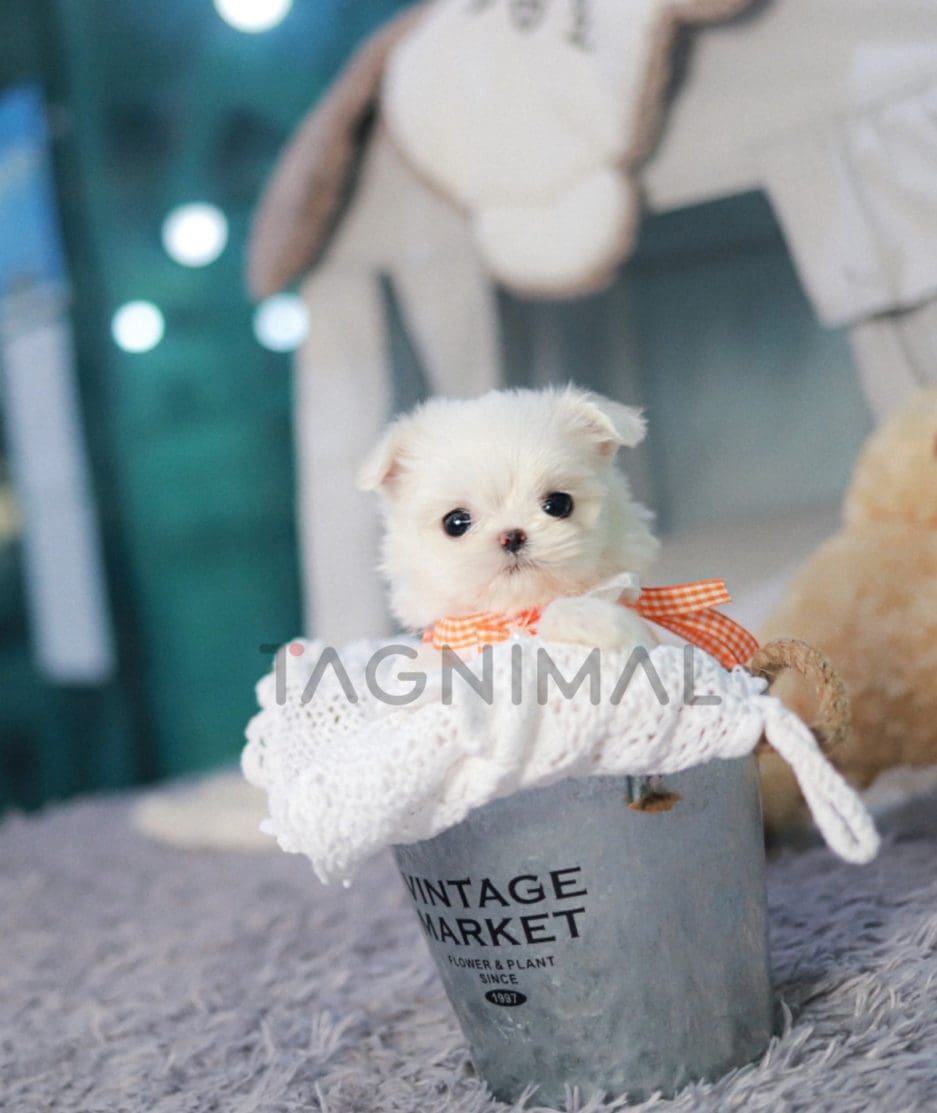 Maltese puppy for sale, dog for sale at Tagnimal