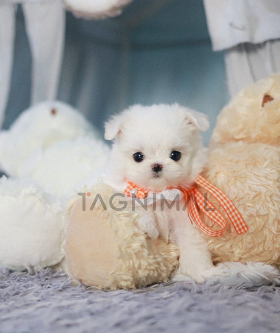 Maltese puppy for sale, dog for sale at Tagnimal