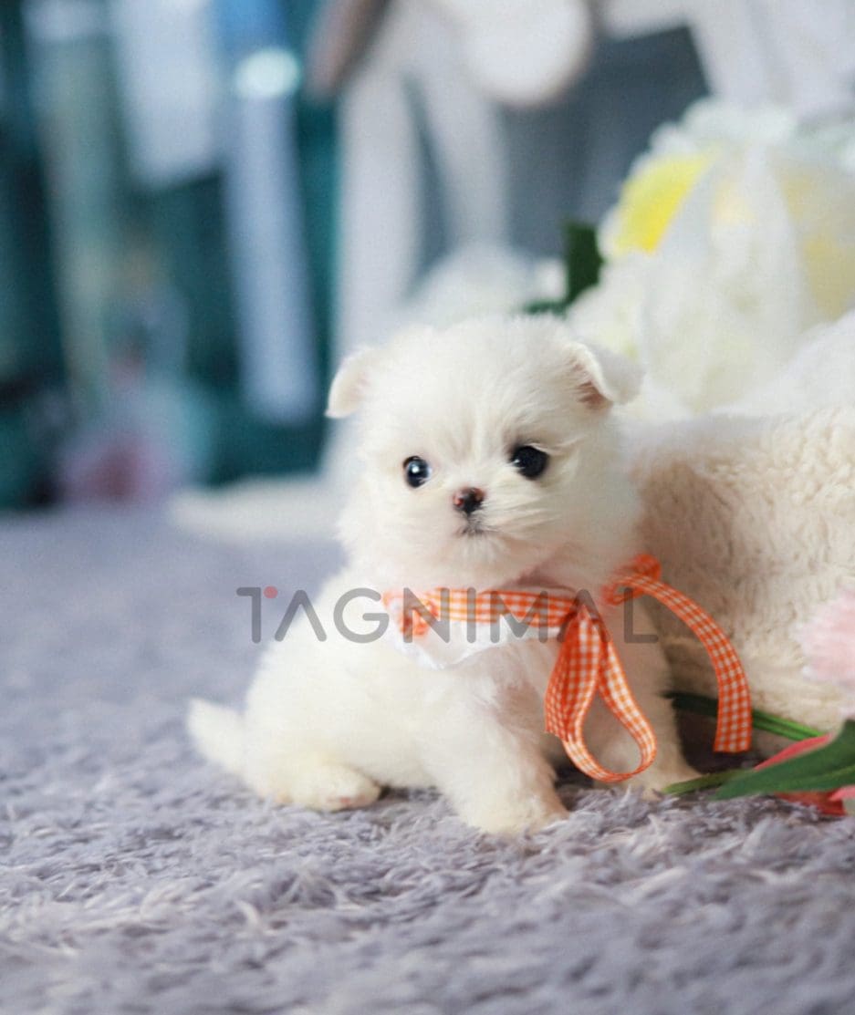 Maltese puppy for sale, dog for sale at Tagnimal