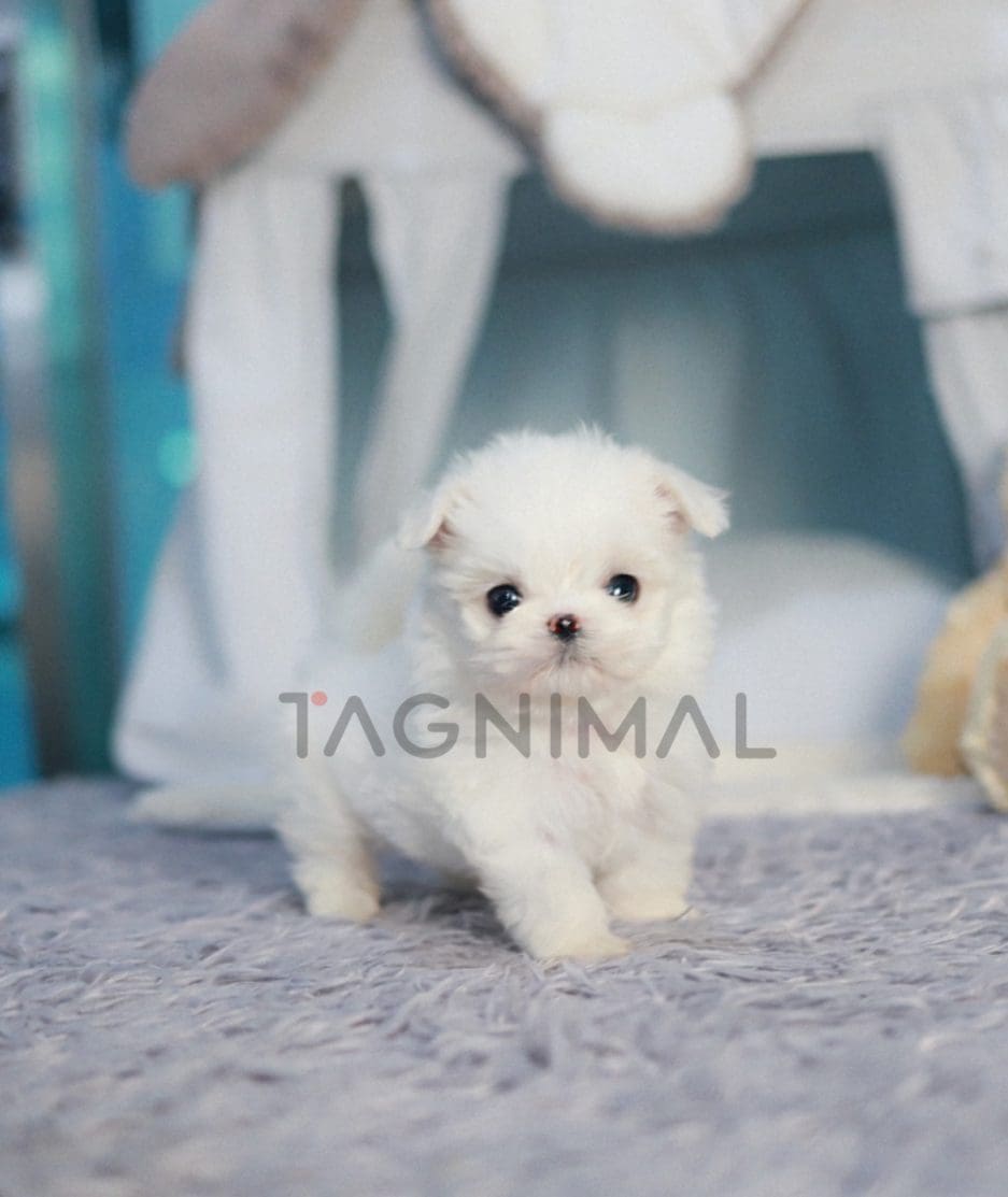 Maltese puppy for sale, dog for sale at Tagnimal