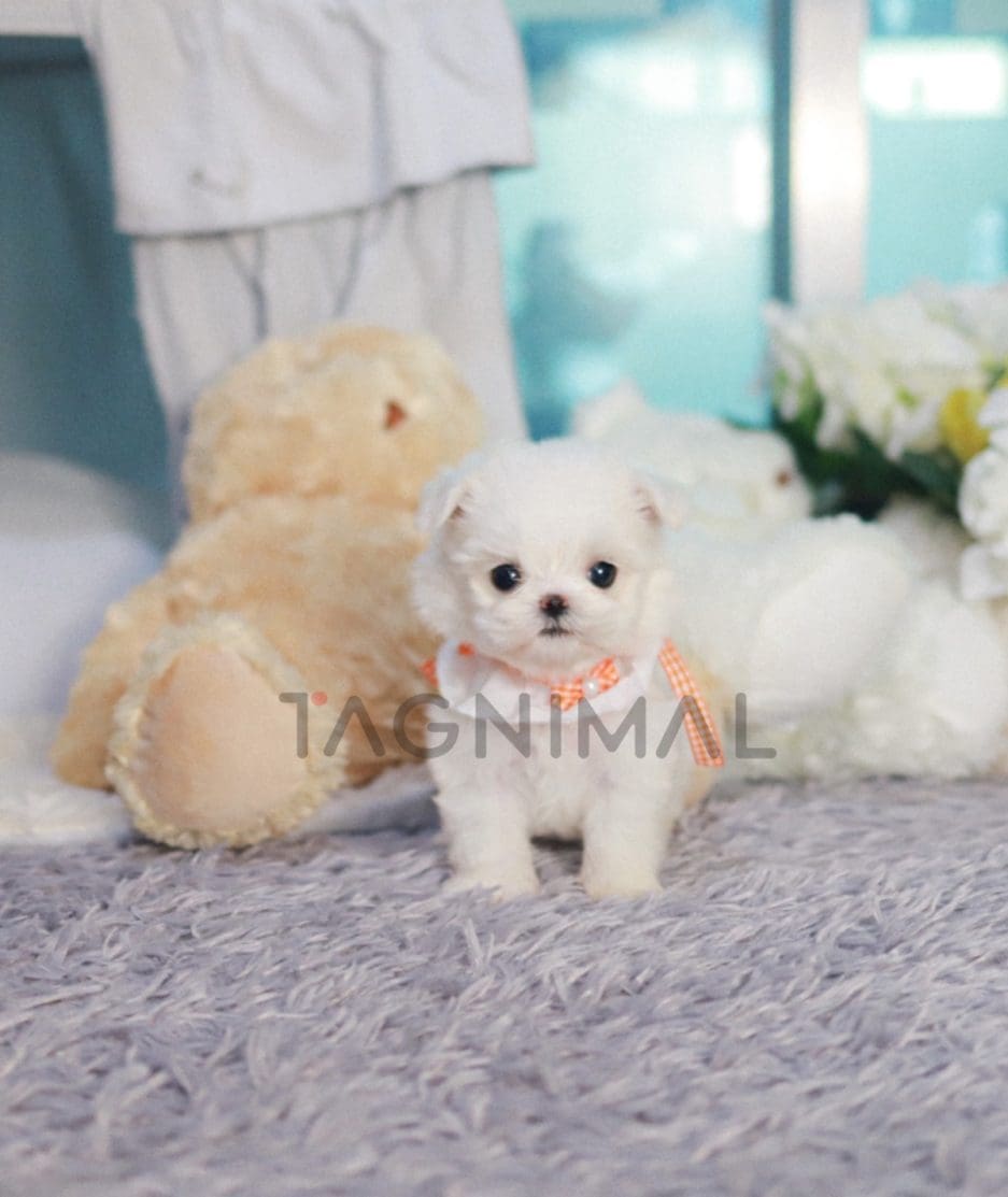 Maltese puppy for sale, dog for sale at Tagnimal