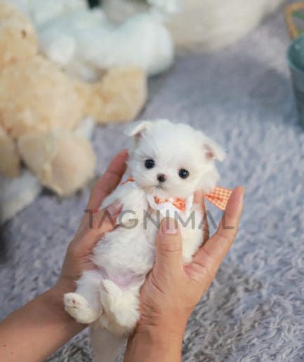 Maltese puppy for sale, dog for sale at Tagnimal