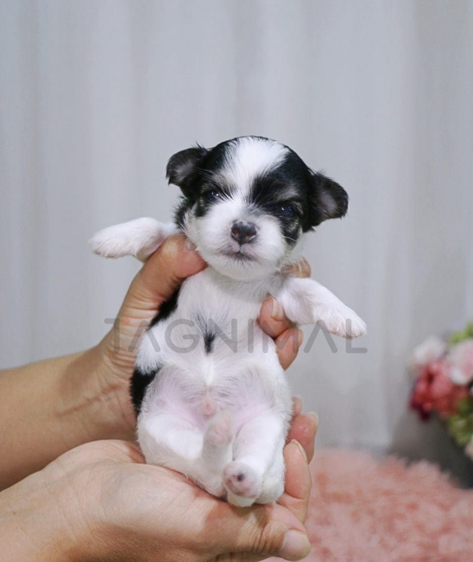 Malchi puppy for sale, dog for sale at Tagnimal 