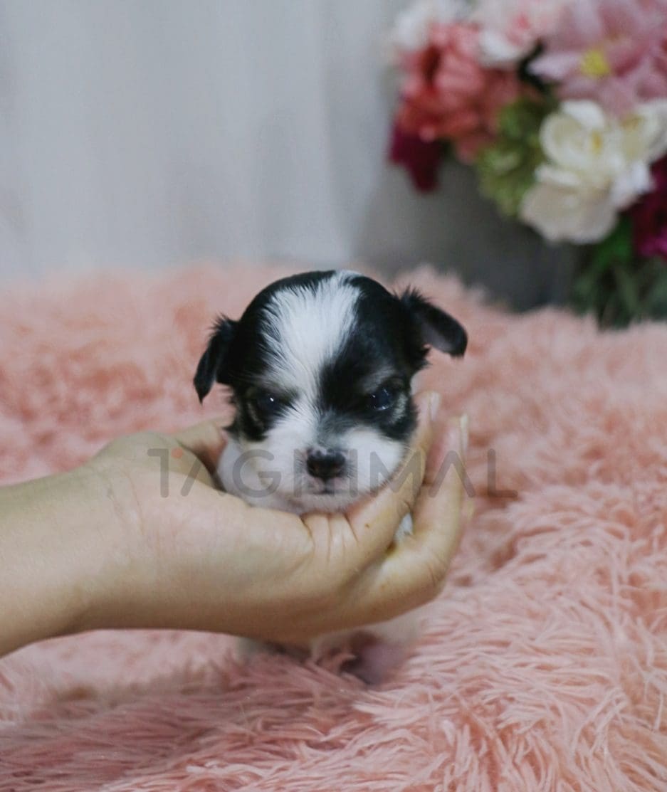 Malchi puppy for sale, dog for sale at Tagnimal 