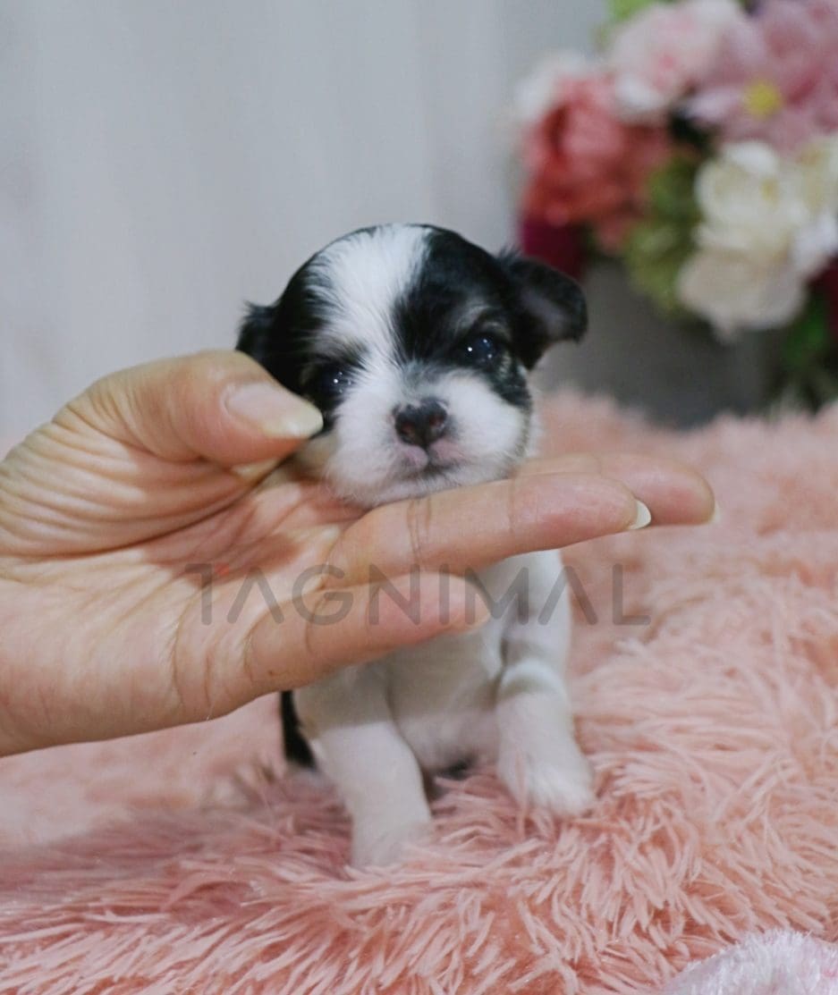 Malchi puppy for sale, dog for sale at Tagnimal 