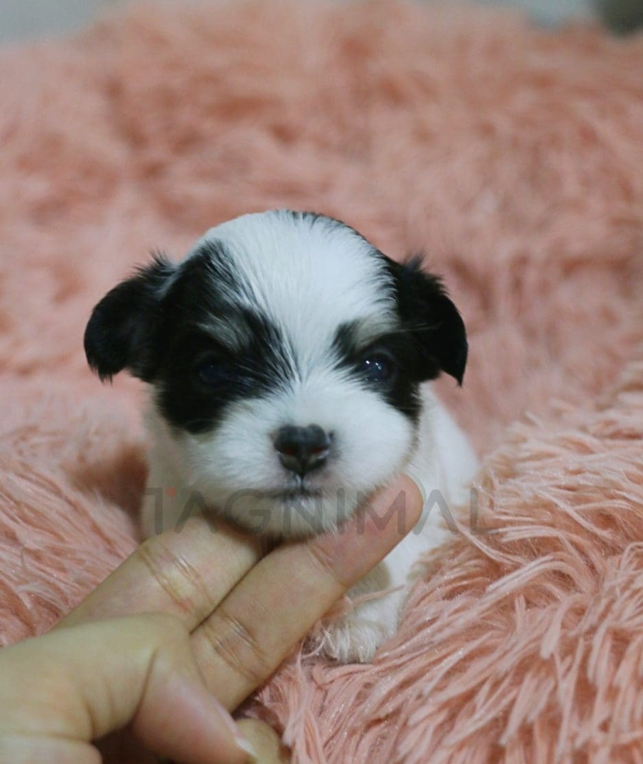 Malchi puppy for sale, dog for sale at Tagnimal 