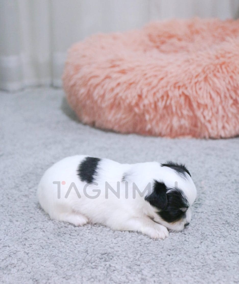 Malchi puppy for sale, dog for sale at Tagnimal 