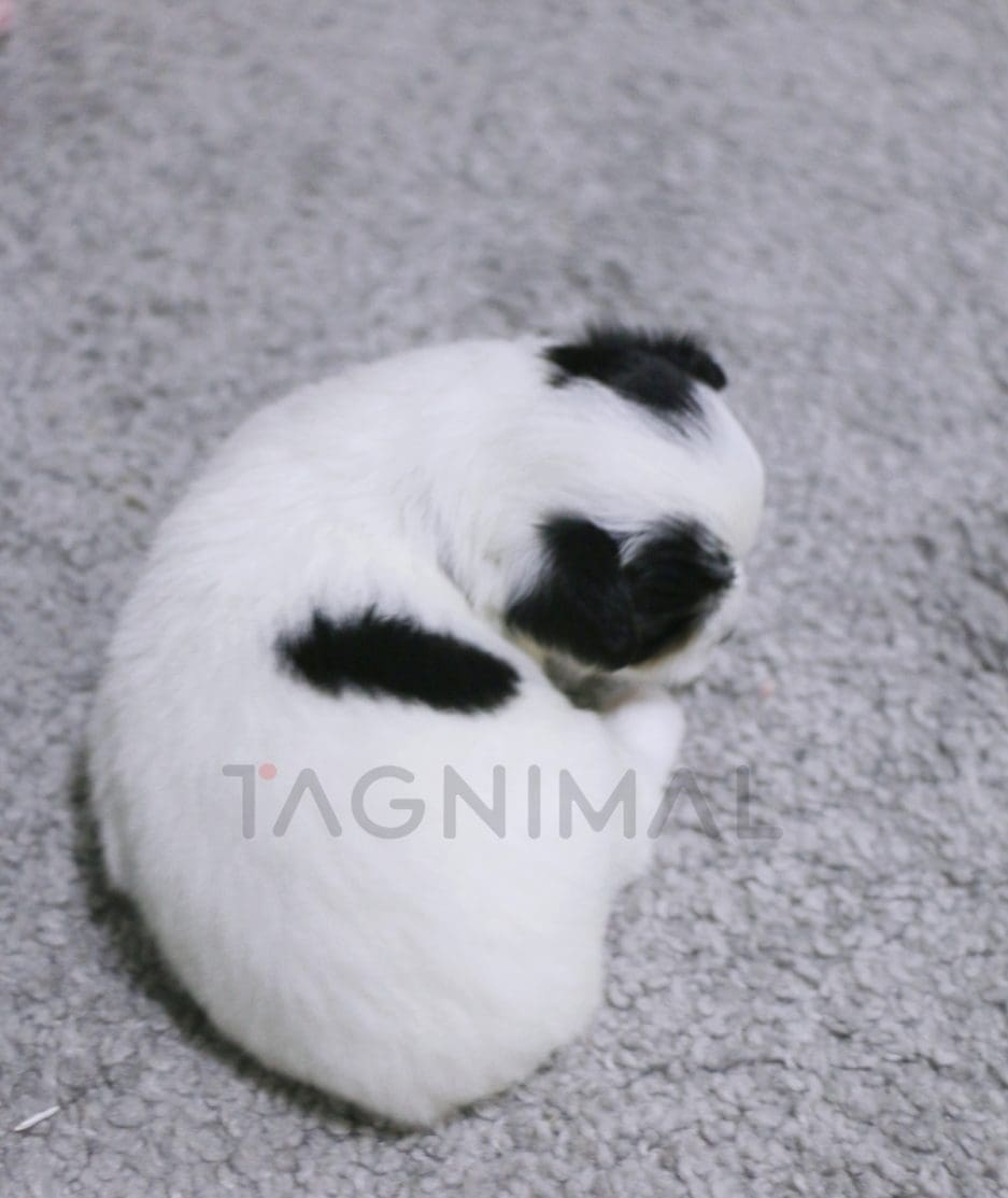 Malchi puppy for sale, dog for sale at Tagnimal 