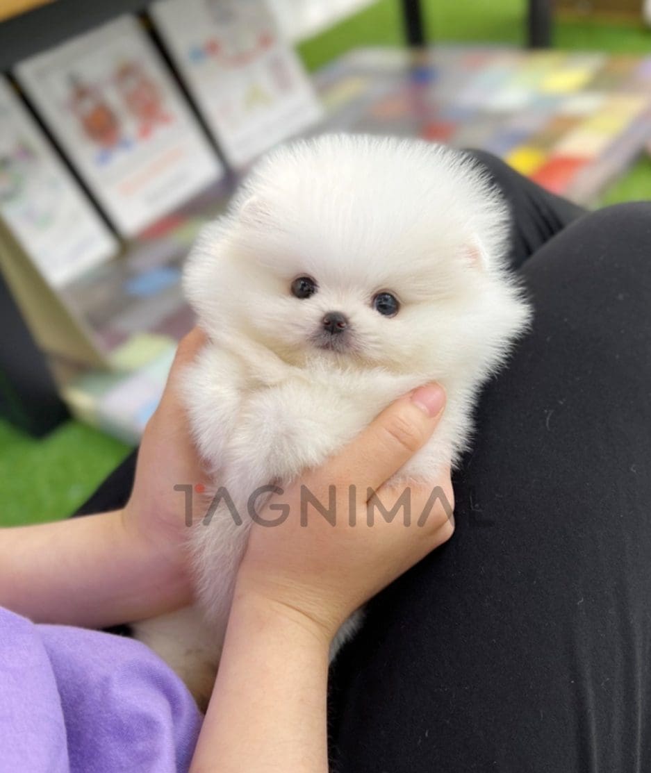 Pomeranian puppy for sale, dog for sale at Tagnimal