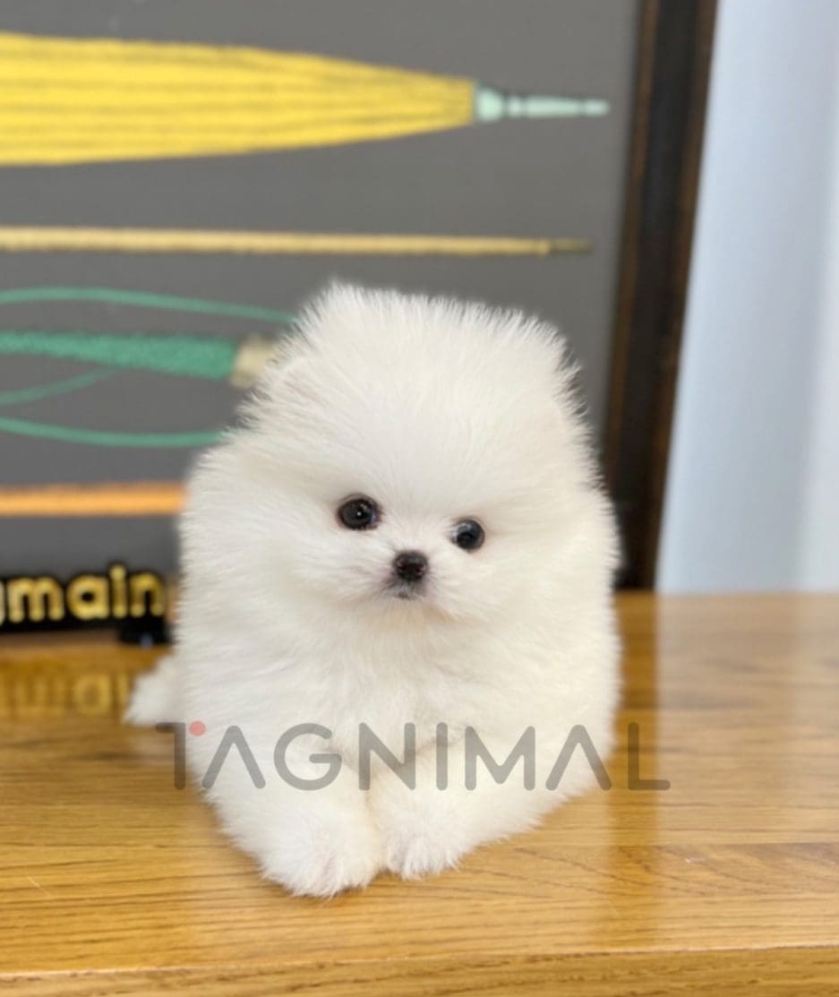 Pomeranian puppy for sale, dog for sale at Tagnimal