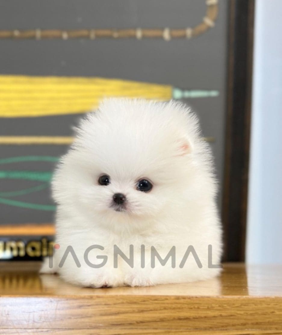 Pomeranian puppy for sale, dog for sale at Tagnimal