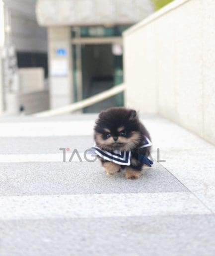 Pomeranian puppy for sale, dog for sale at Tagnimal