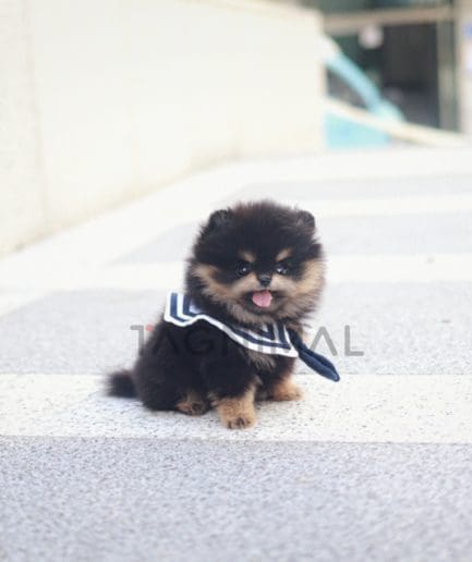 Pomeranian puppy for sale, dog for sale at Tagnimal