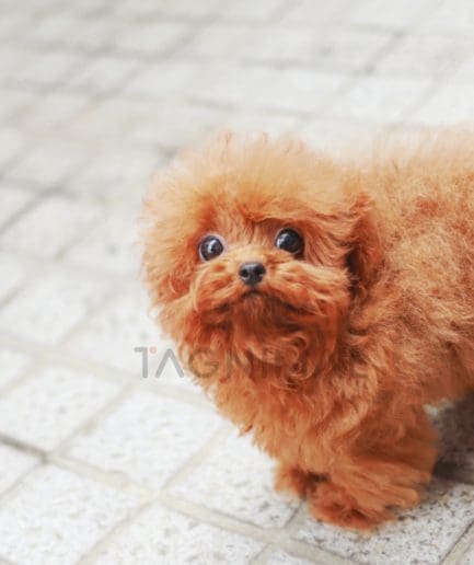 Poodle puppy for sale, dog for sale at Tagnimal 