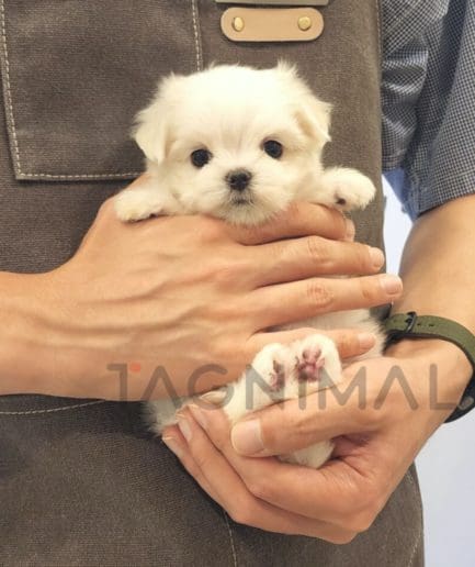 Maltese puppy for sale, dog for sale at Tagnimal