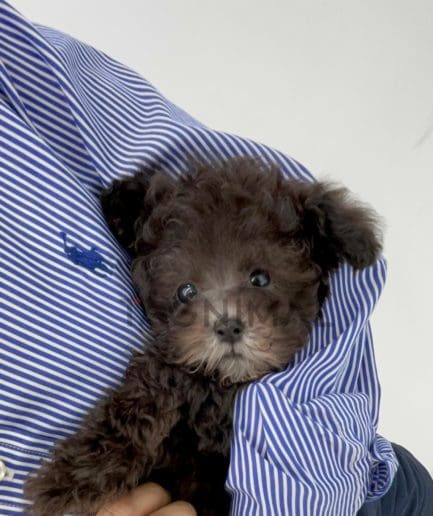 Poodle puppy for sale, dog for sale at Tagnimal