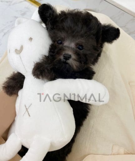 Poodle puppy for sale, dog for sale at Tagnimal