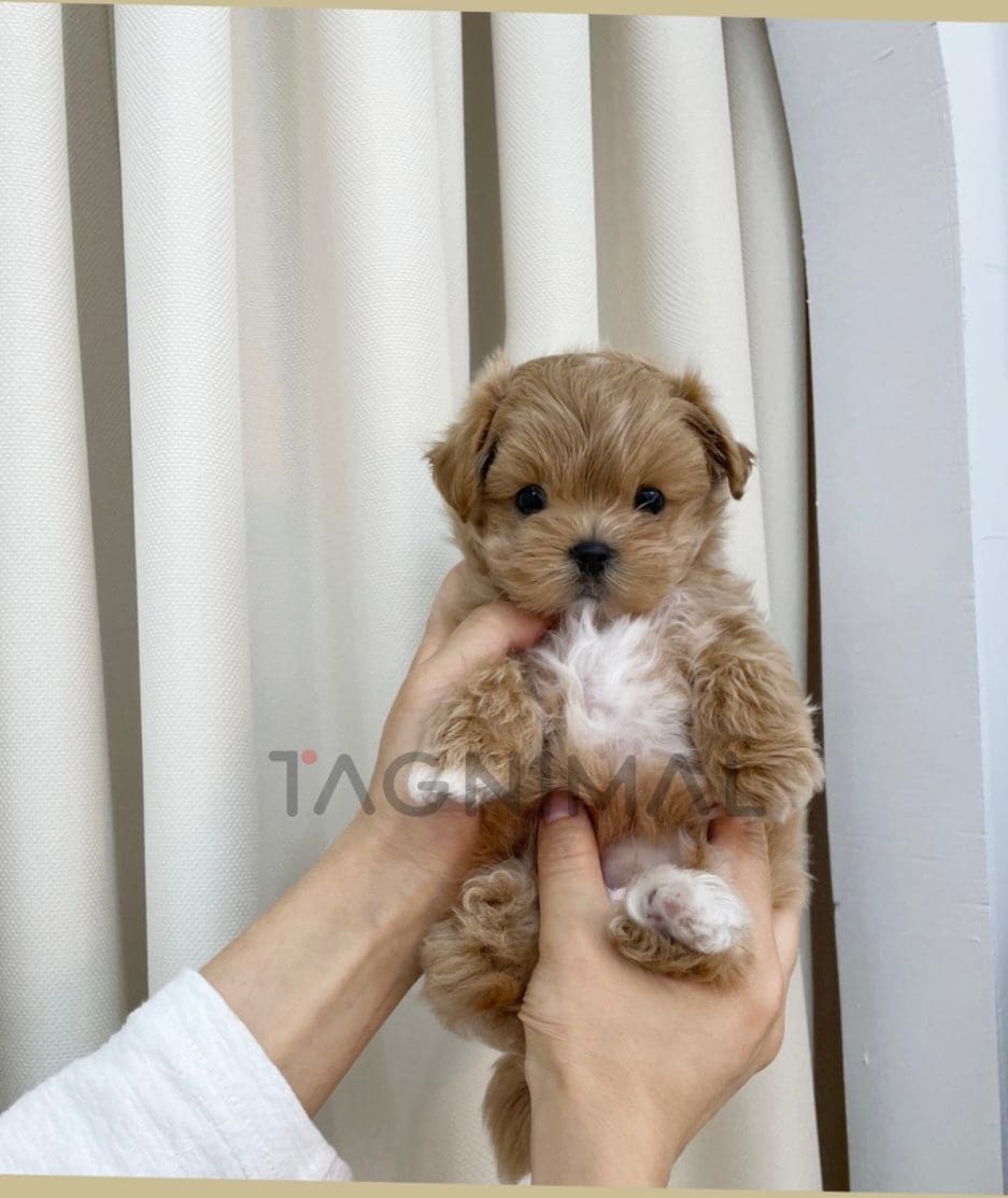 Maltipoo puppy for sale, dog for sale at Tagnimal