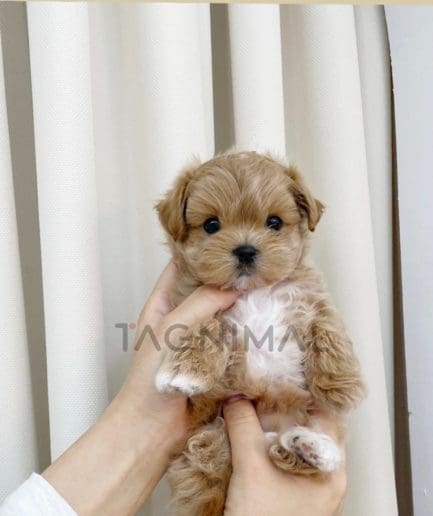 Maltipoo puppy for sale, dog for sale at Tagnimal