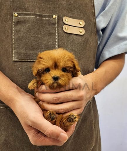 Maltipoo puppy for sale, dog for sale at Tagnimal 