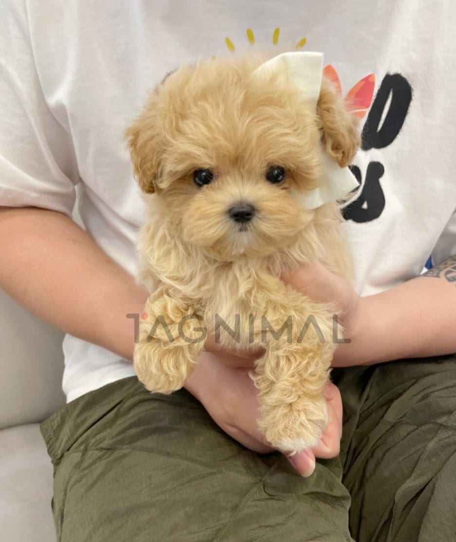 Maltipoo puppy for sale, dog for sale at Tagnimal