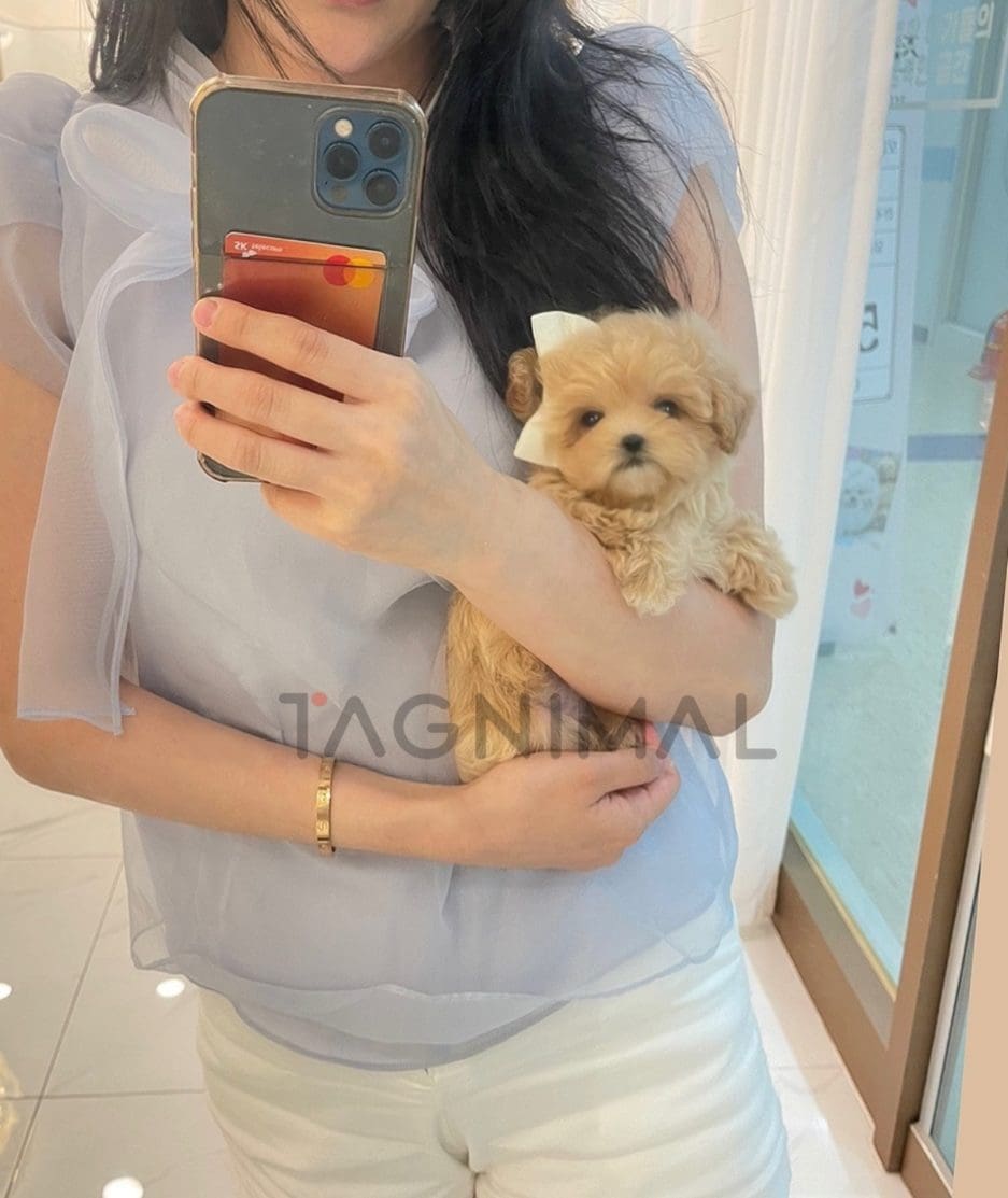 Maltipoo puppy for sale, dog for sale at Tagnimal