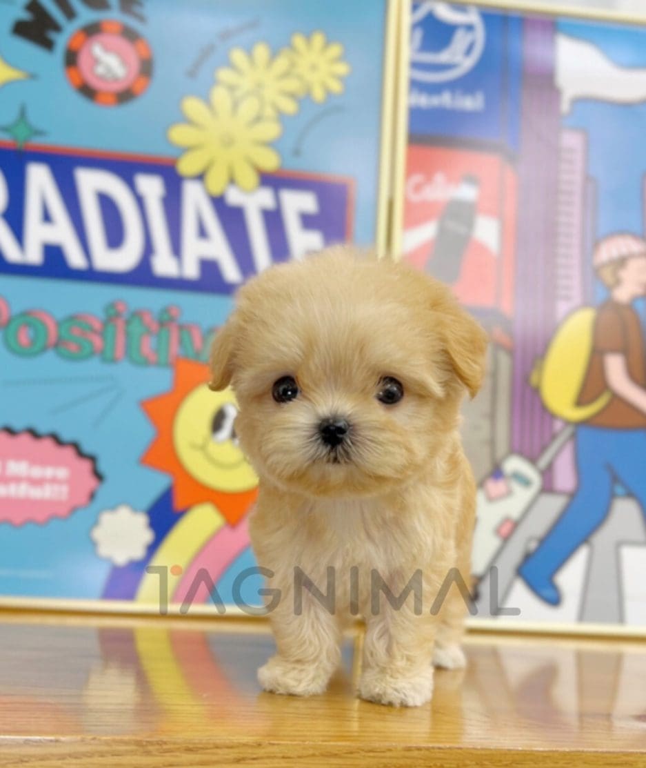 Maltipoo puppy for sale, dog for sale at Tagnimal