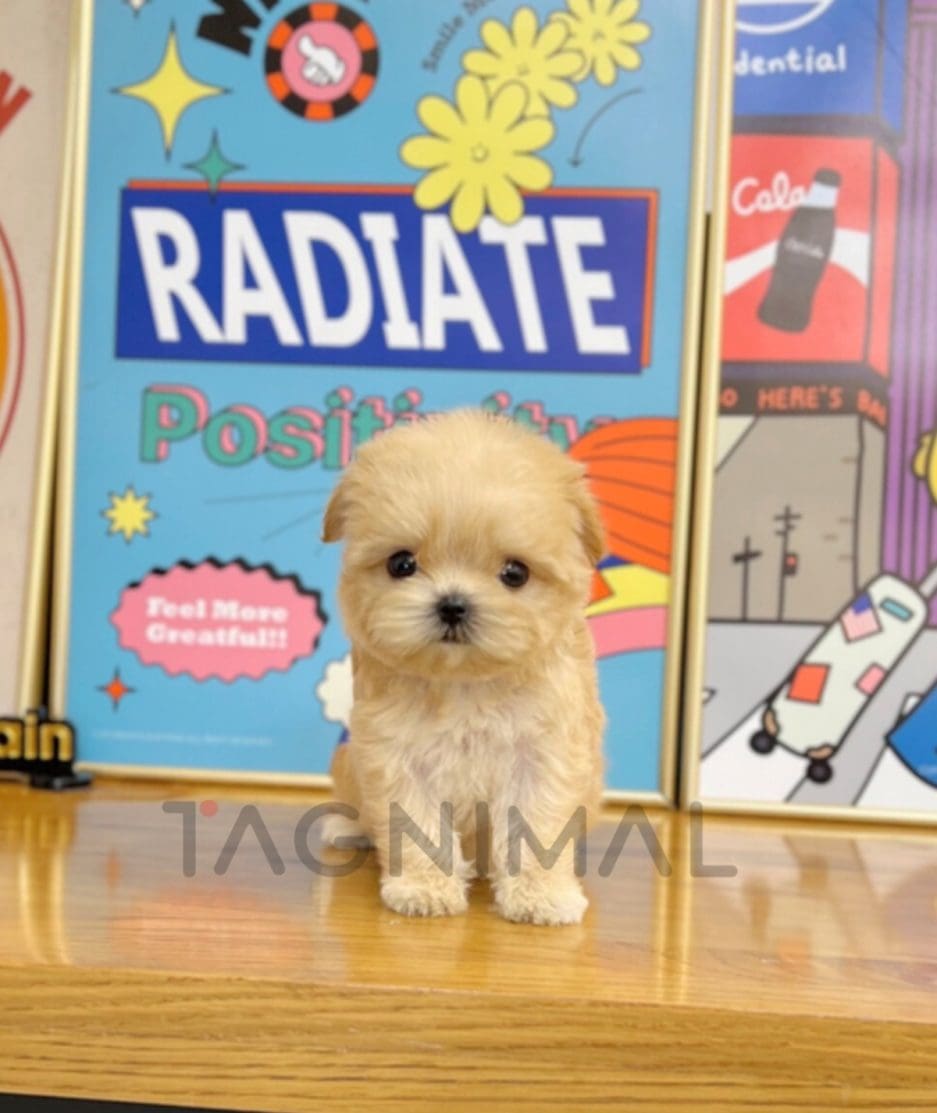 Maltipoo puppy for sale, dog for sale at Tagnimal