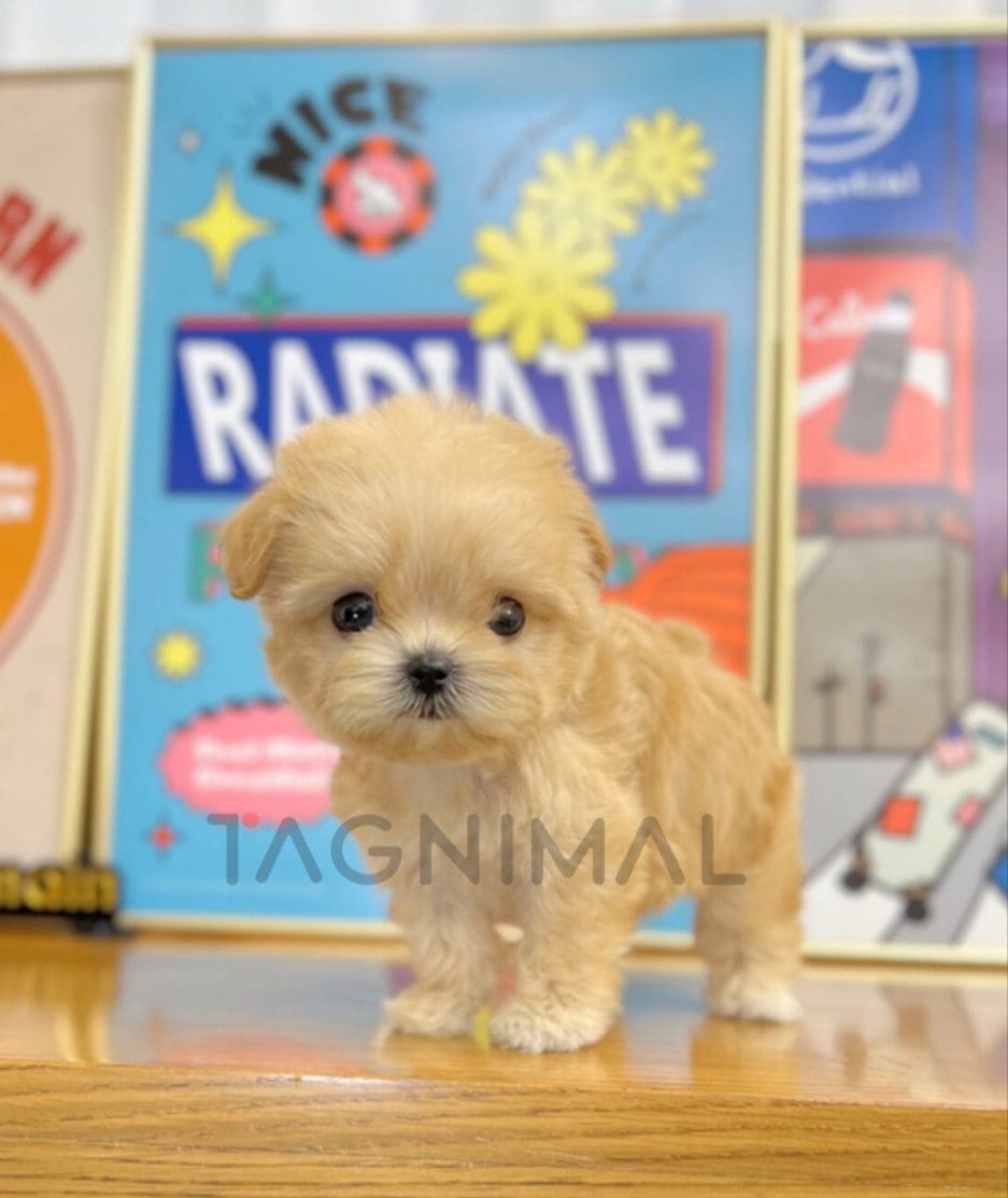 Maltipoo puppy for sale, dog for sale at Tagnimal