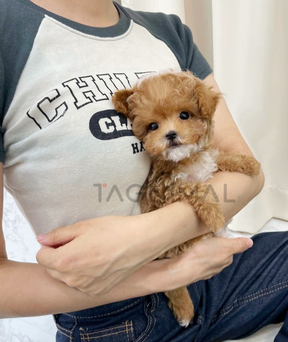 Poodle puppy for sale, dog for sale at Tagnimal 