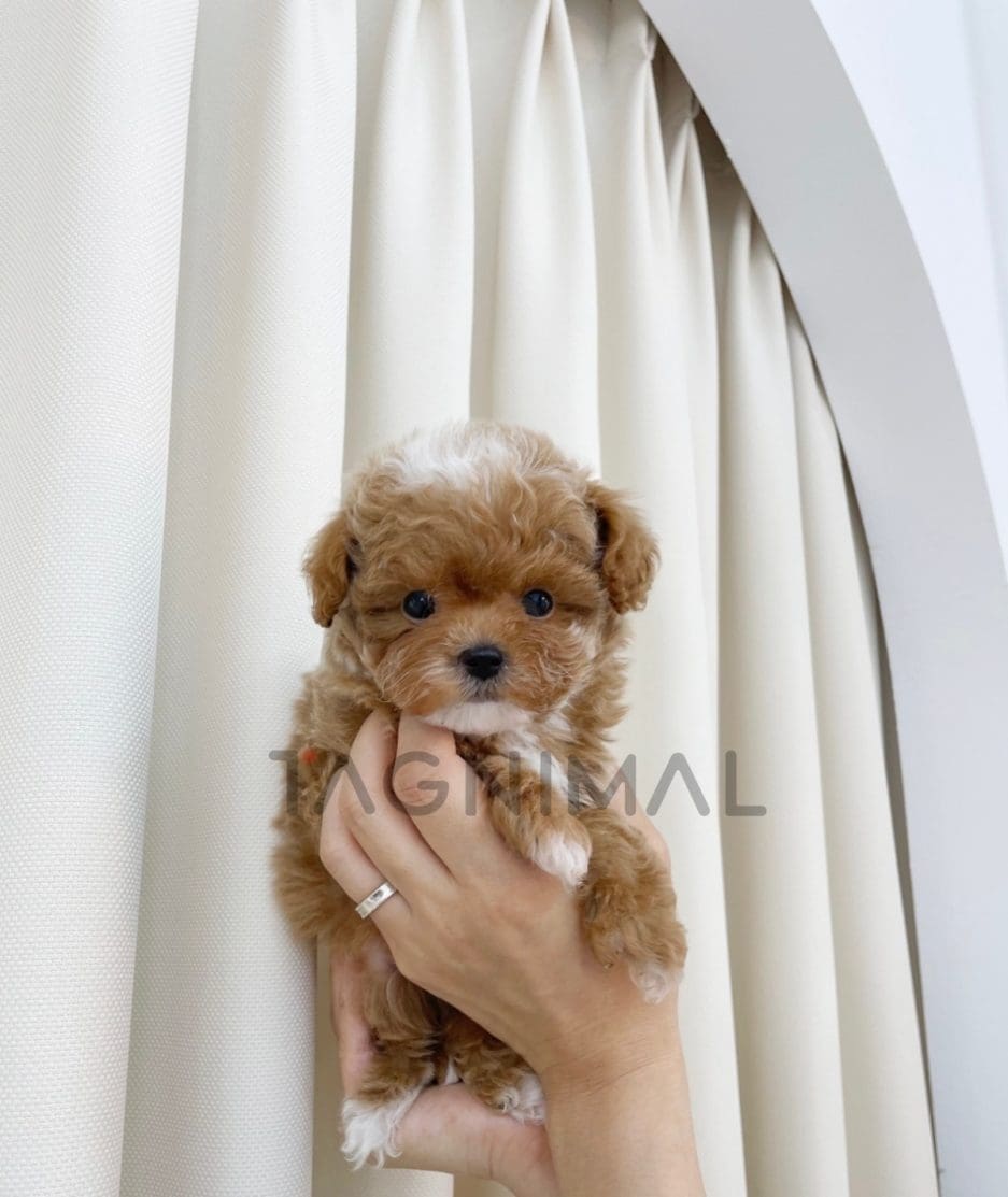 Maltipoo puppy for sale, dog for sale at Tagnimal