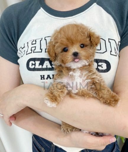 Poodle puppy for sale, dog for sale at Tagnimal 