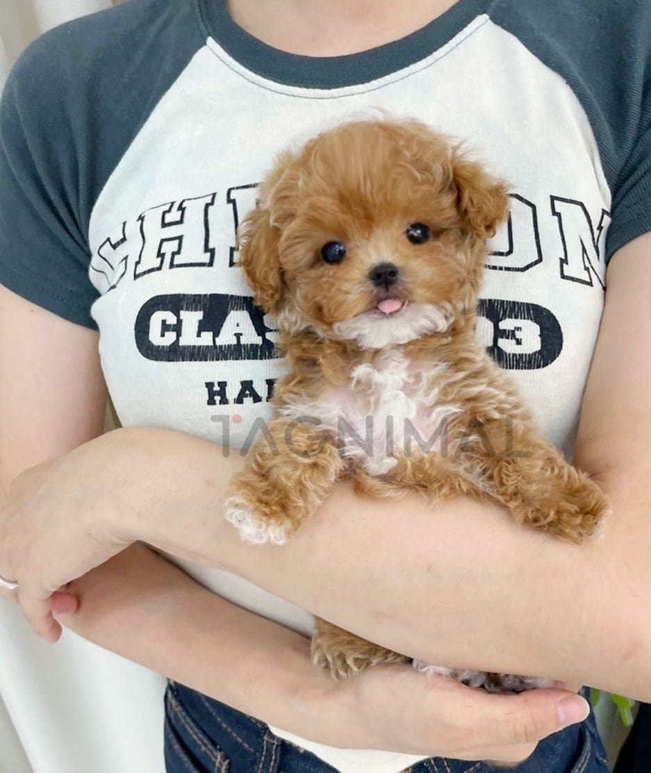 Poodle puppy for sale, dog for sale at Tagnimal 