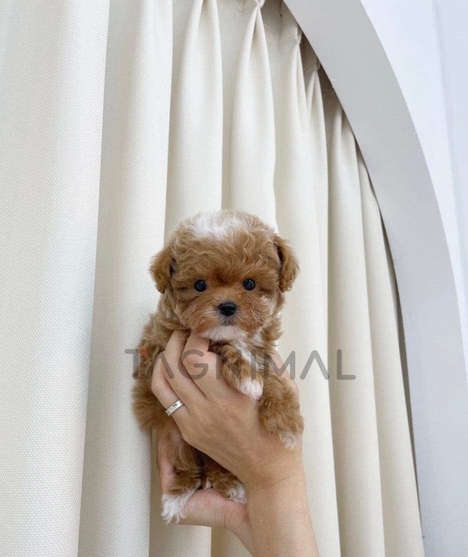 Maltipoo puppy for sale, dog for sale at Tagnimal