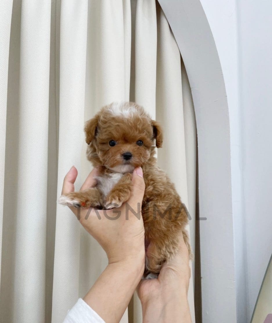 Maltipoo puppy for sale, dog for sale at Tagnimal