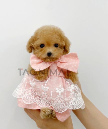 Poodle puppy for sale, dog for sale at Tagnimal 