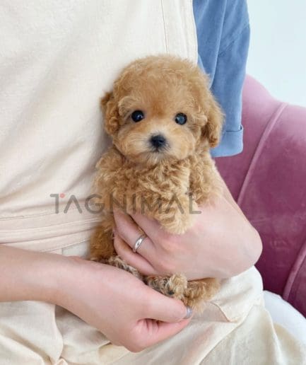 Poodle puppy for sale, dog for sale at Tagnimal 