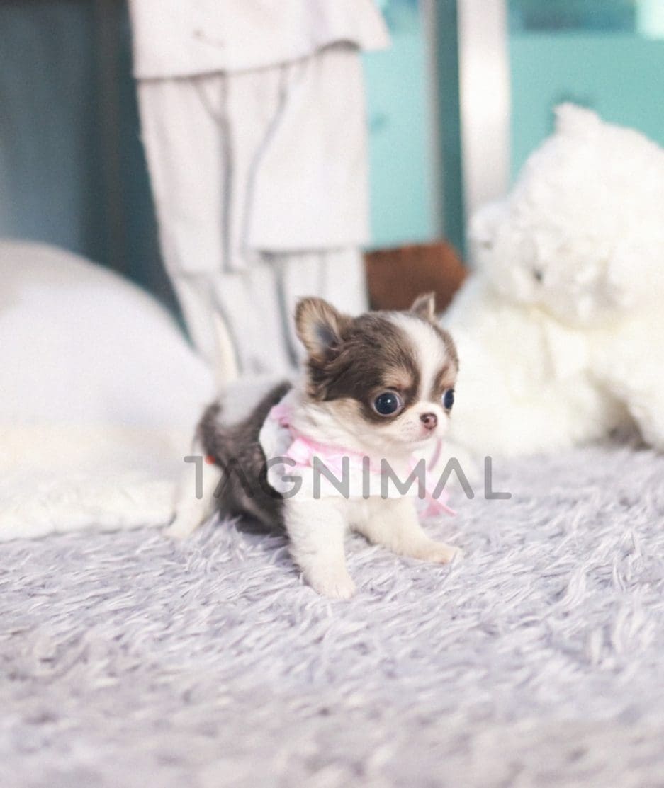 Chihuahua puppy for sale, dog for sale at Tagnimal