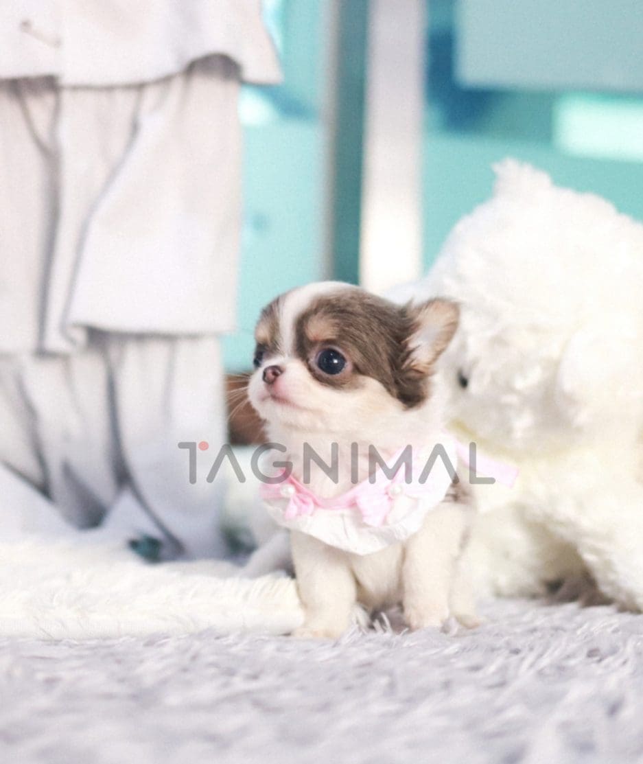 Chihuahua puppy for sale, dog for sale at Tagnimal